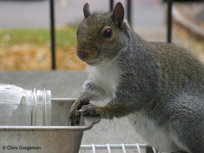 Portrait of Squirrel at Feeder(2550) Photo of Portrait of Squirrel at Feeder(2550)