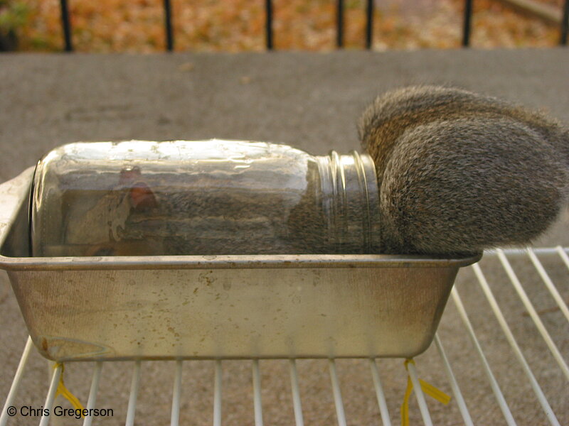 Photo of Squirrel Inside a Mason Jar(2555)