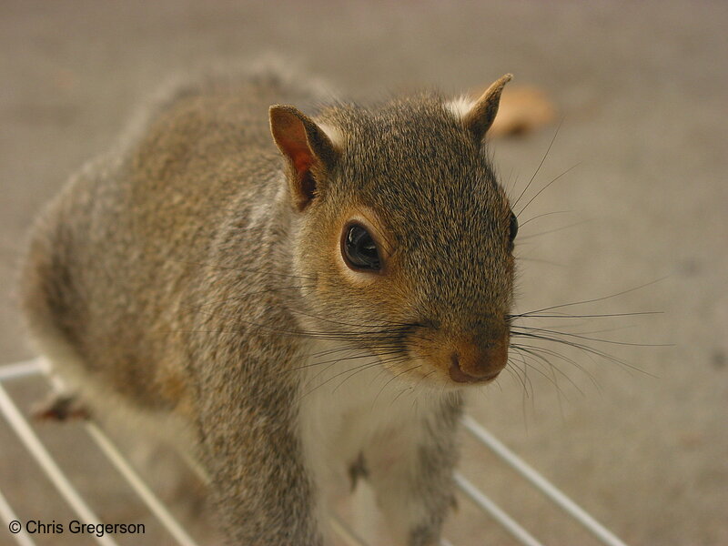 Photo of Eastern Gray Squirrel(2556)