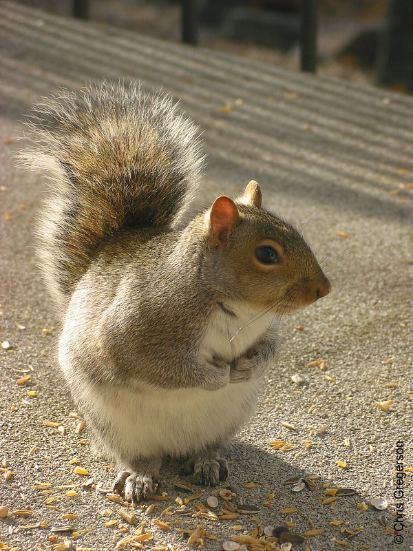 Crouching Squirrel, Hidden Peanut
