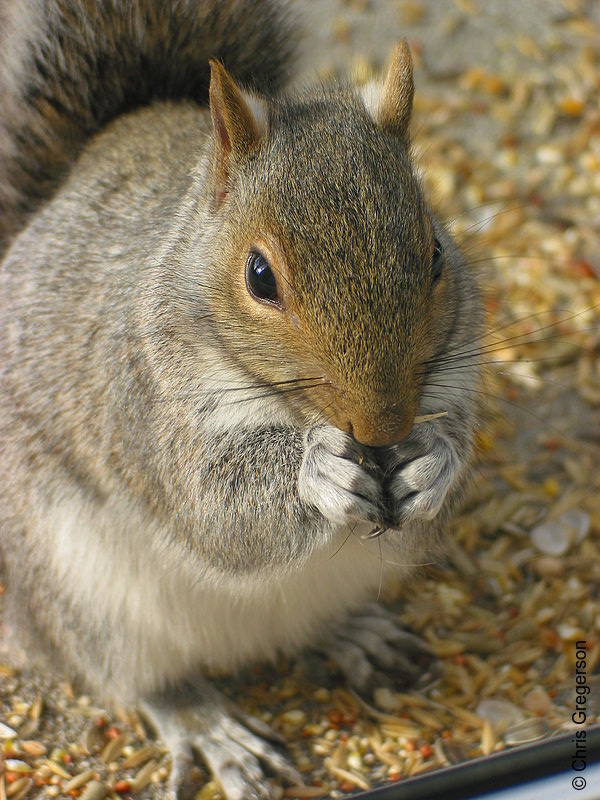 Squirrel Feeding