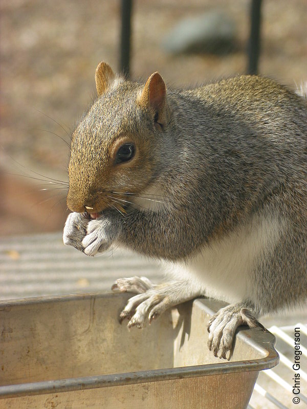 Squirrel Perched and Feeding