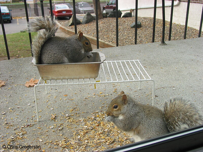 Two Squirrels Eating