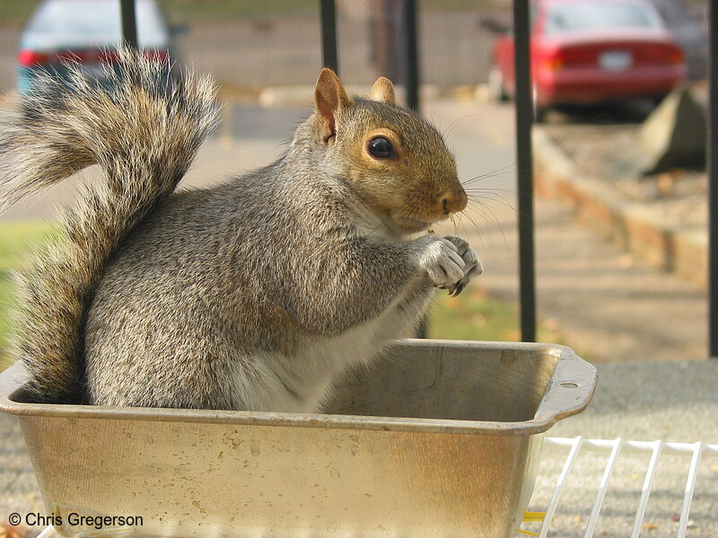 Squirrel in a Breadpan