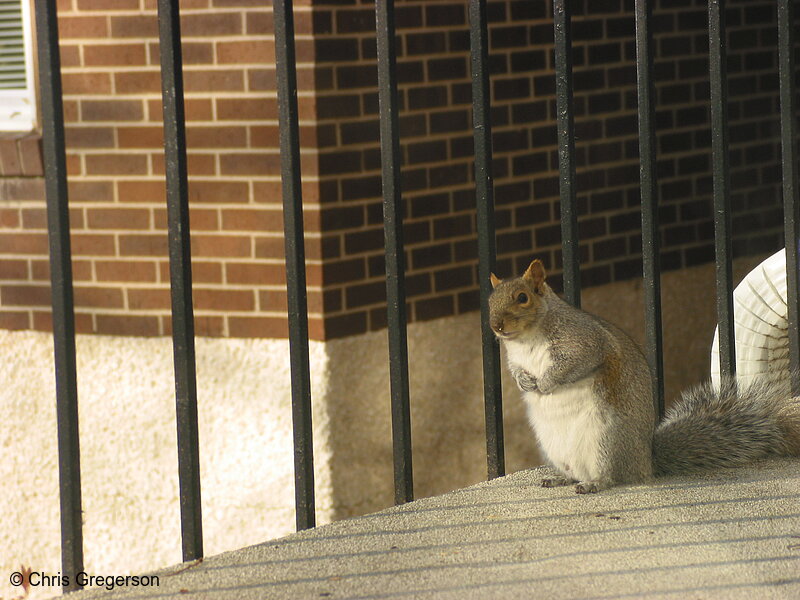 Suspicious Squirrel