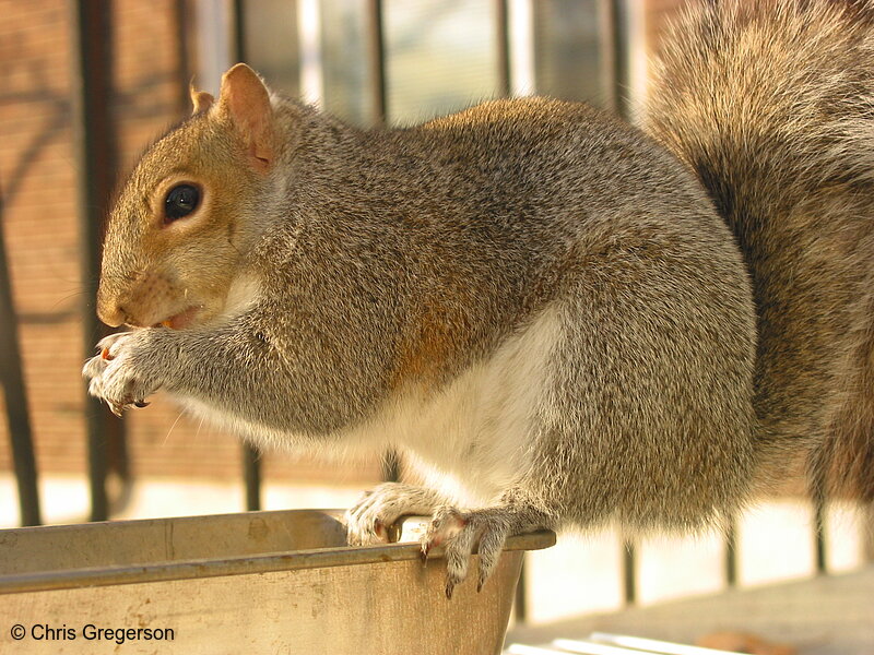 Squirrel Perching on Feeder