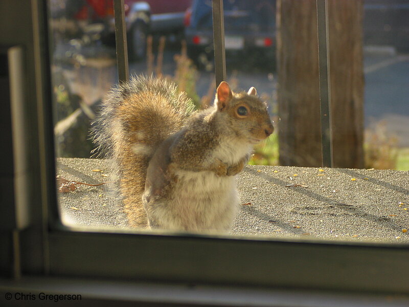 Eastern Gray Squirrel, Molting or with Mange