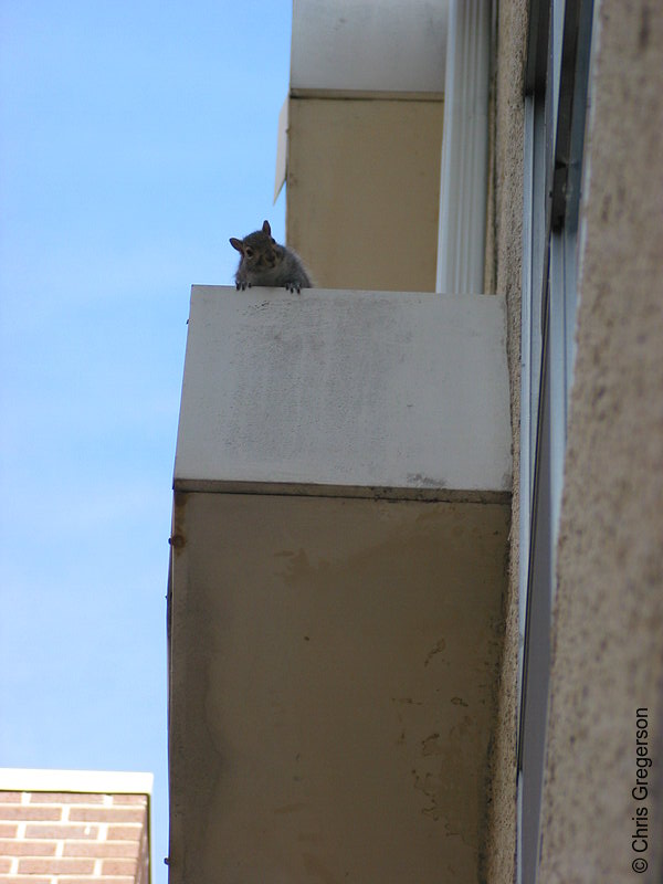 Squirrel on Air Conditioner