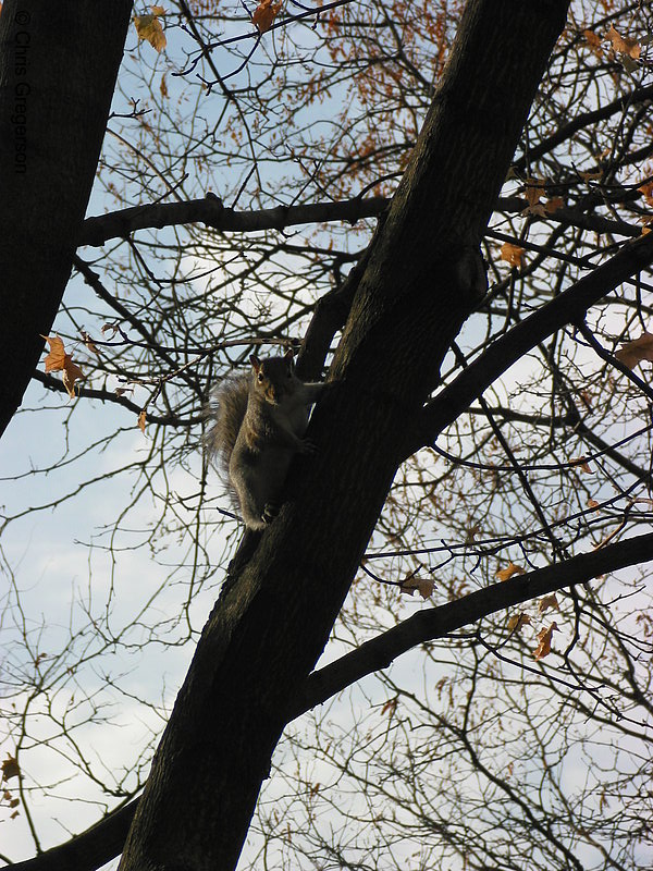 Squirrel on a Tree