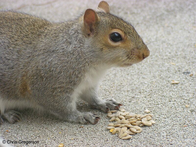 Squirrel with Sunflower Seeds