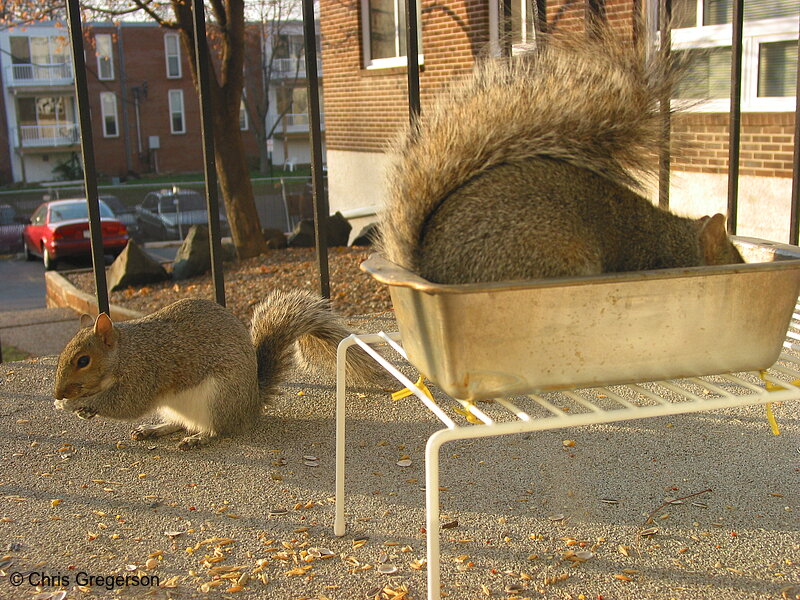 Two Squirrels Eating on Patio