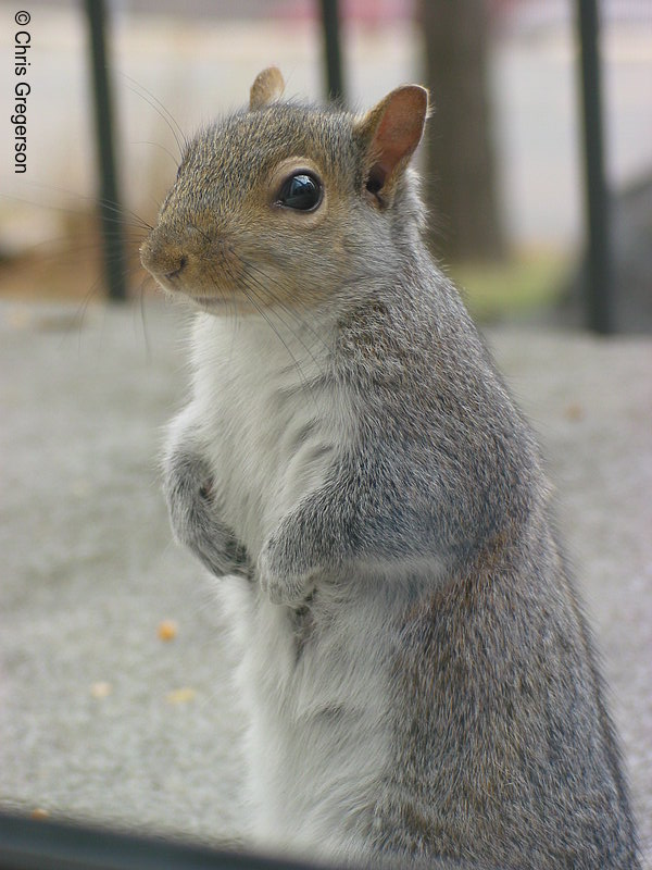 Squirrel Standing
