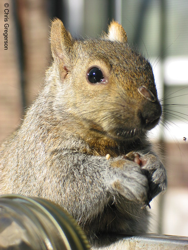 Messy Squirrel