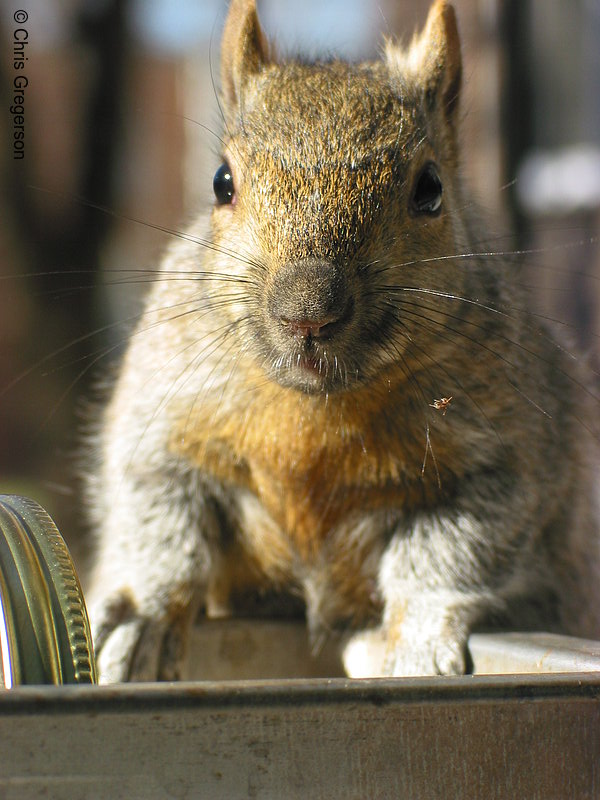 Brownie the Squirrel