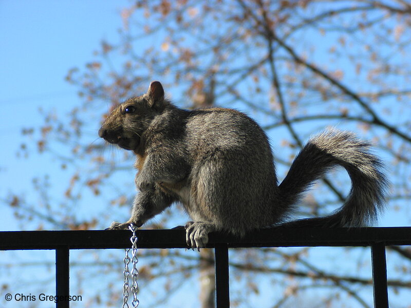 Profile of Brownie on Railing