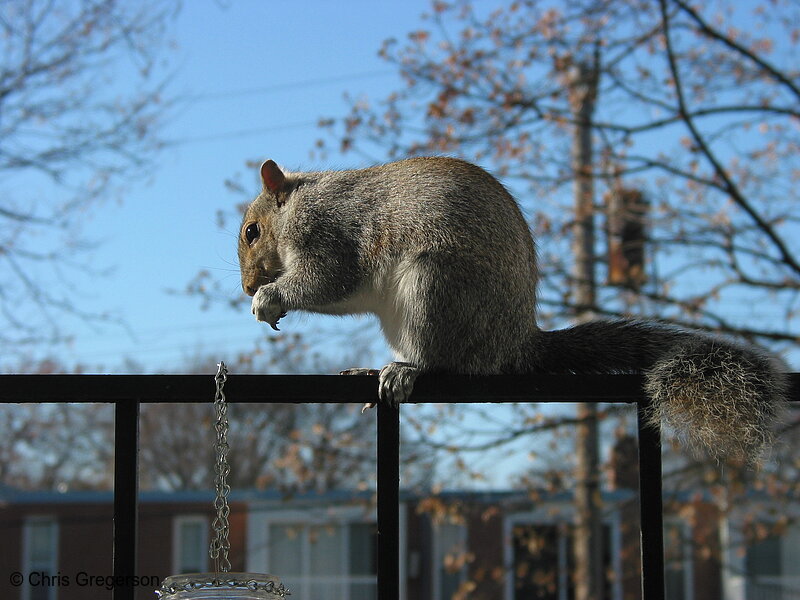 Squirrel Eating on Railing