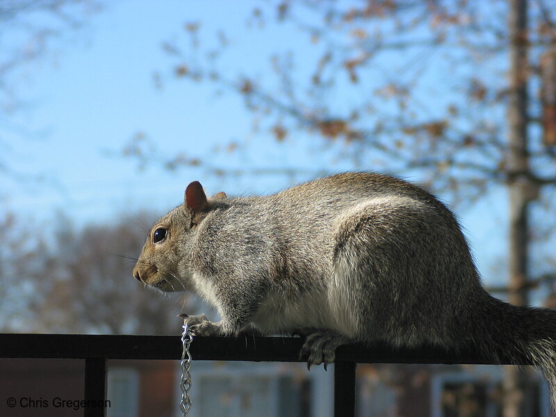 Squirrel in Concentration