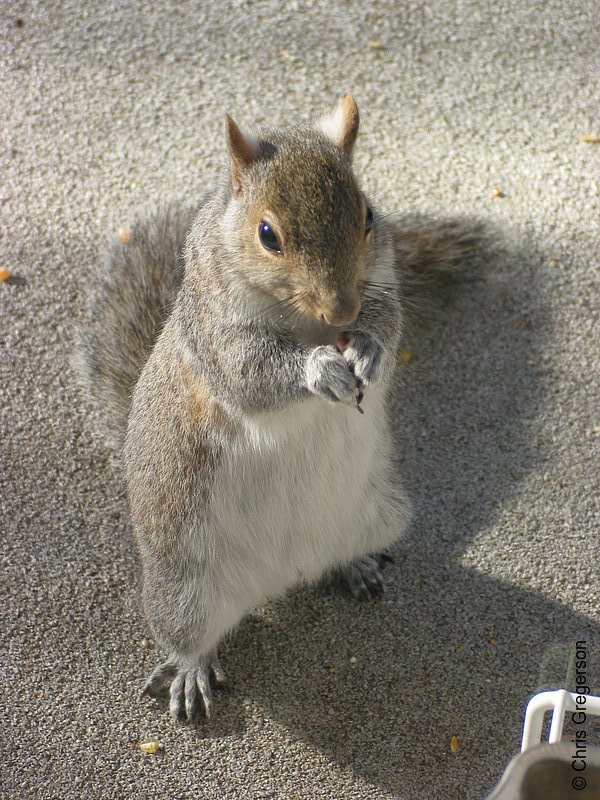 Squirrel Standing Up and Eating