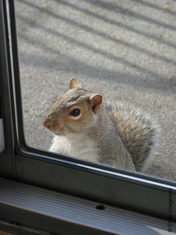 Squirrel at the Door