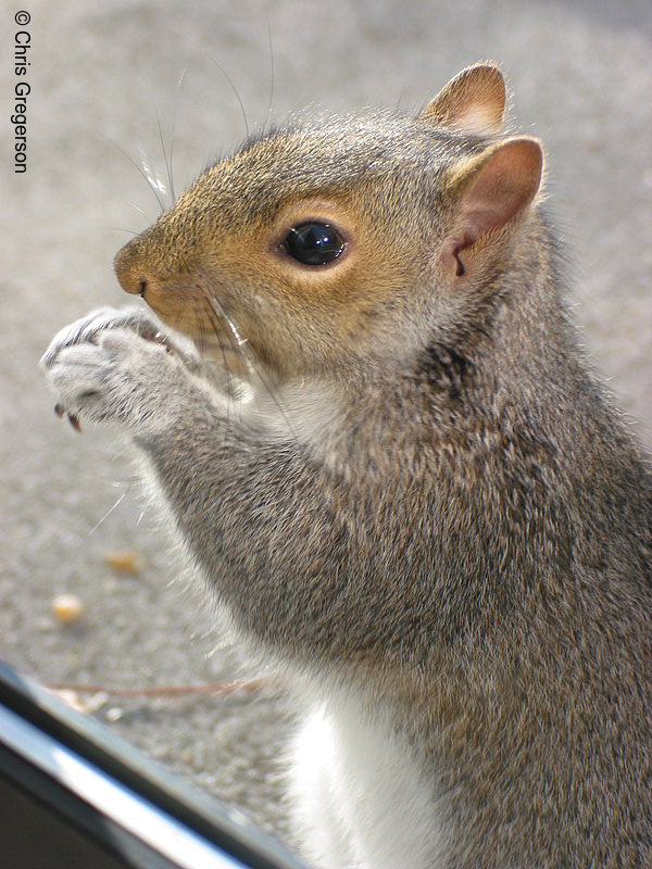 Squirrel Eating