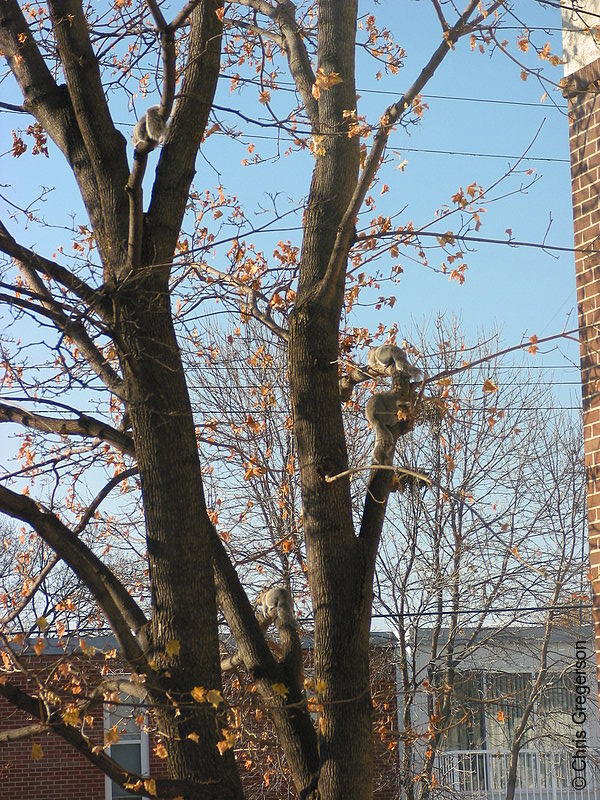 Four Squirrels Resting in a Tree