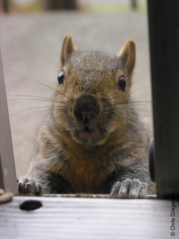 Brownie the Squirrel at my Patio Door