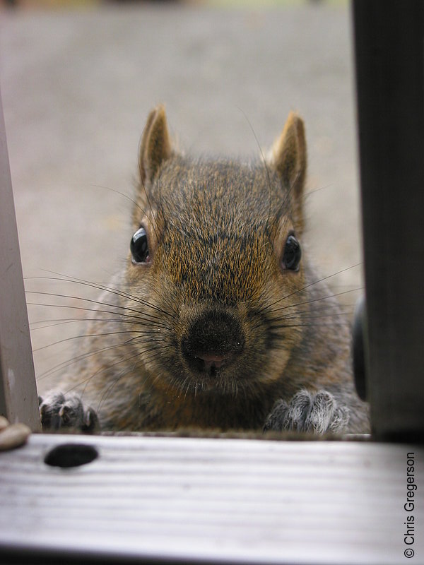 Brownie the Squirrel at my Patio Door