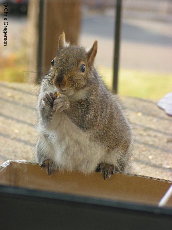 Patches the Squirrel
