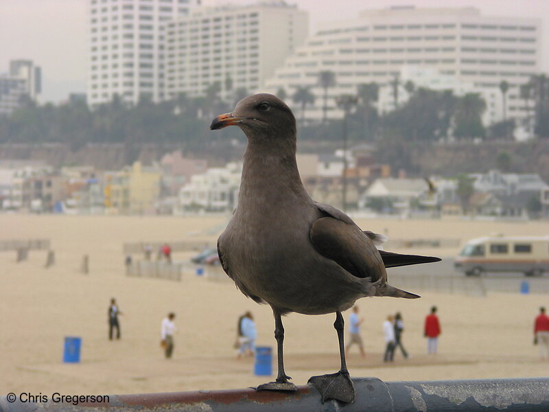Photo of Black Gull, Santa Monica Pier(2617)