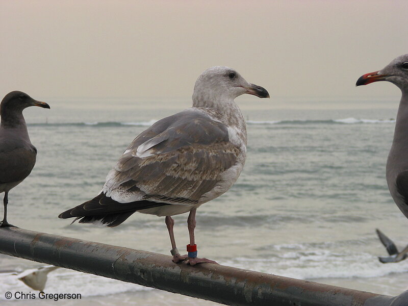 Photo of Seagull(2618)