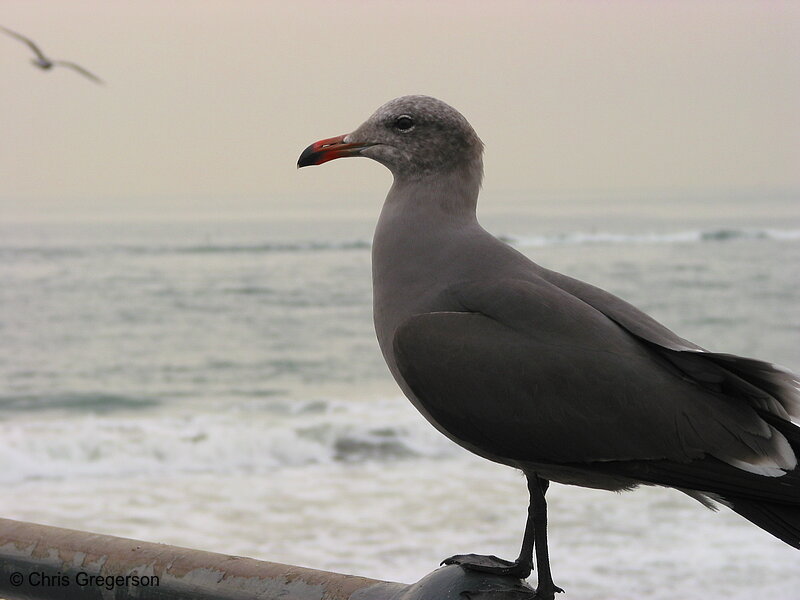 Photo of Seagull (Herring Gull)(2620)