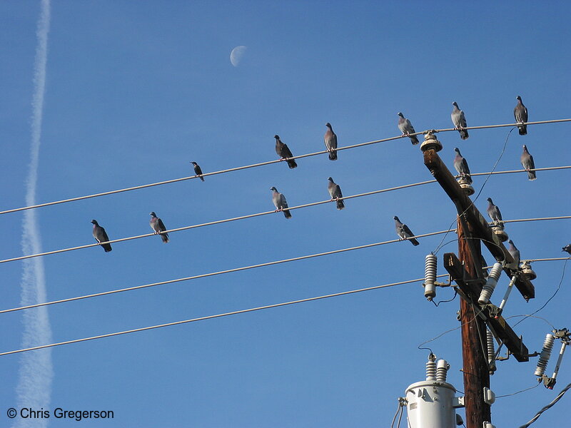 Photo of Birds on Power Lines with Moon(2646)