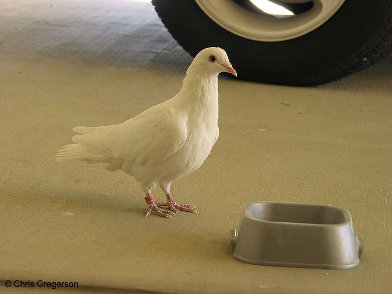 White Dove