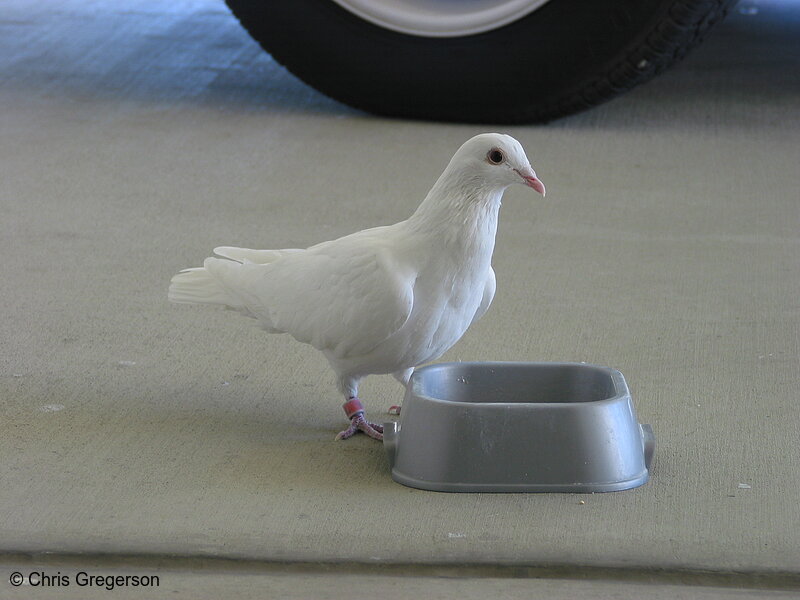 White Dove Standing at Food Dish