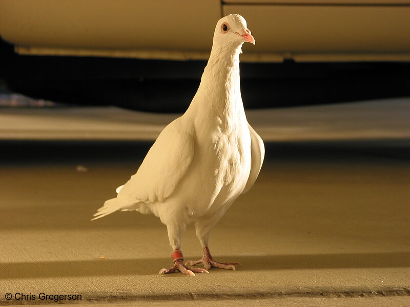 White Dove in Sunlight