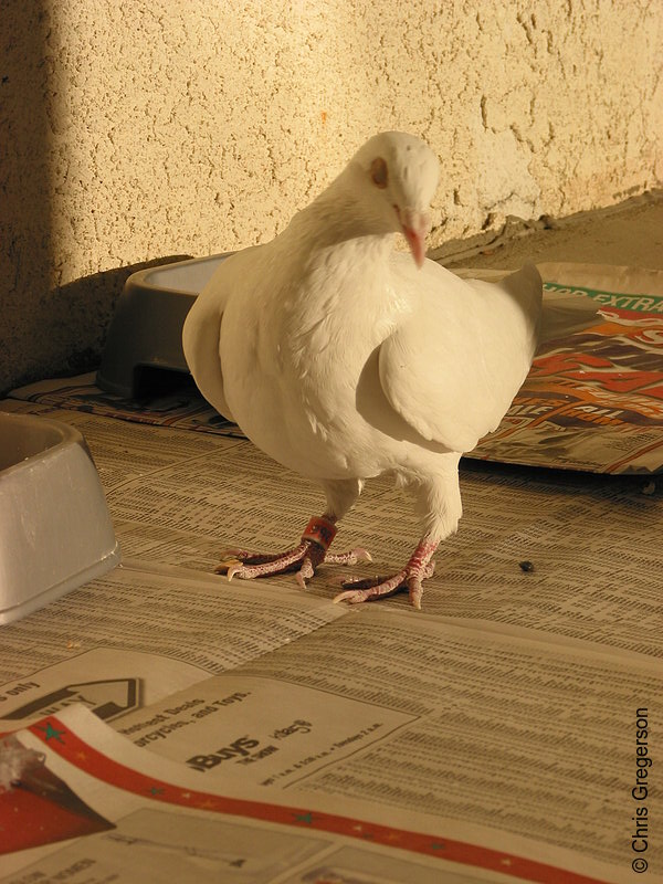 White Dove