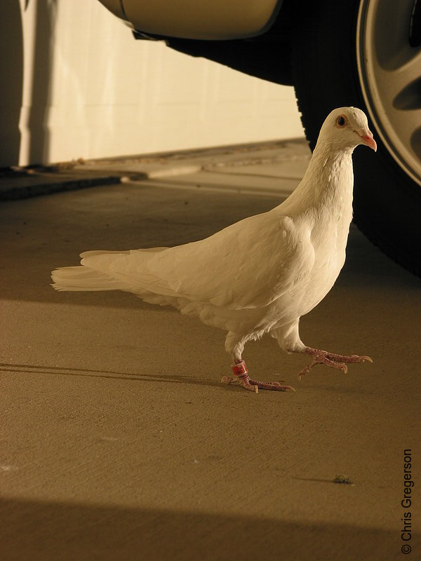 White Dove Strutting