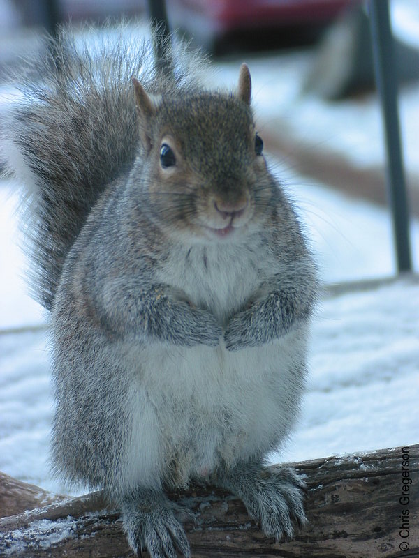 Squirrel on a Log