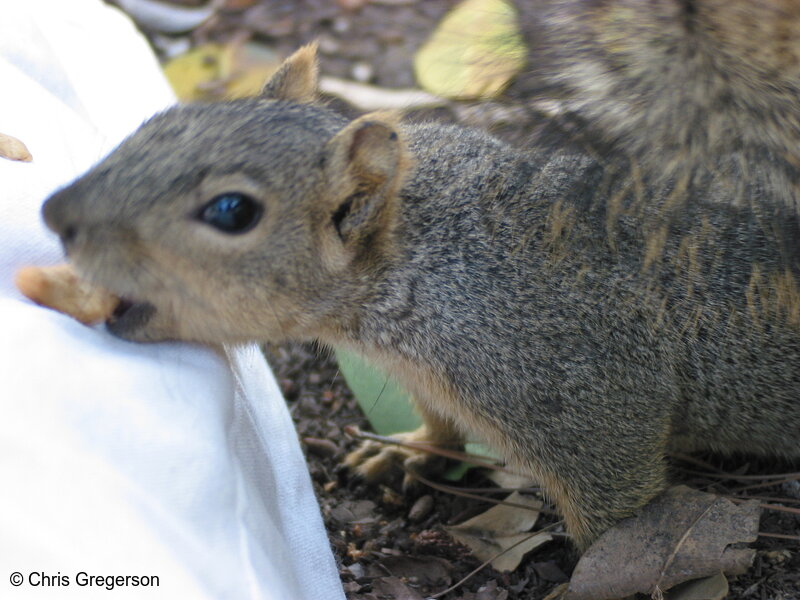 Squirrel Taking Cashew