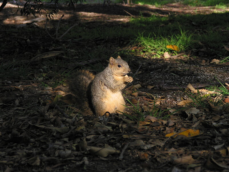 Fox Squirrel in a Sunbeam