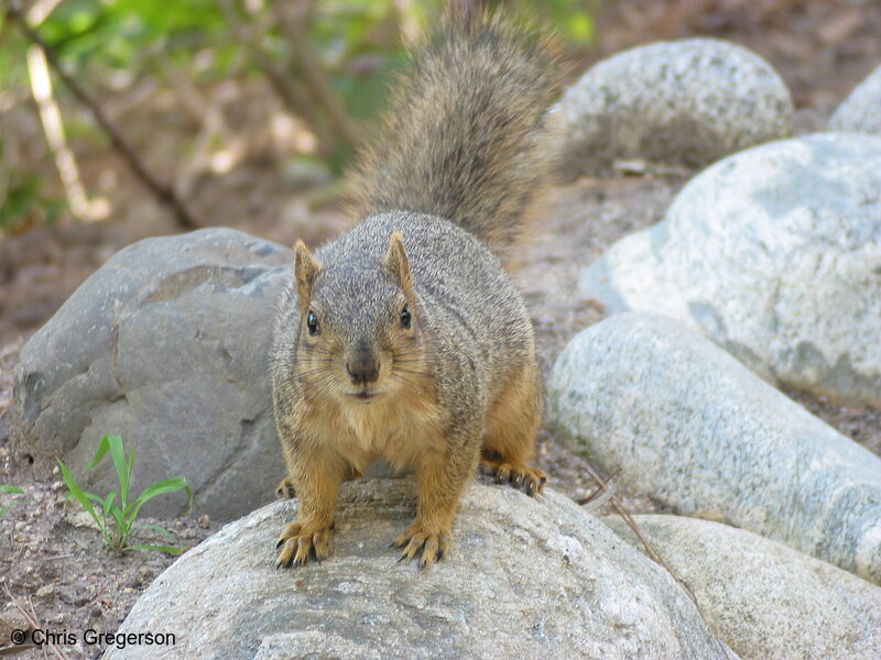 LA Squirrel Wanting More
