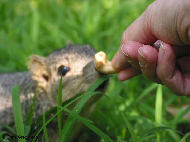 Squirrel Sniffing Cashew