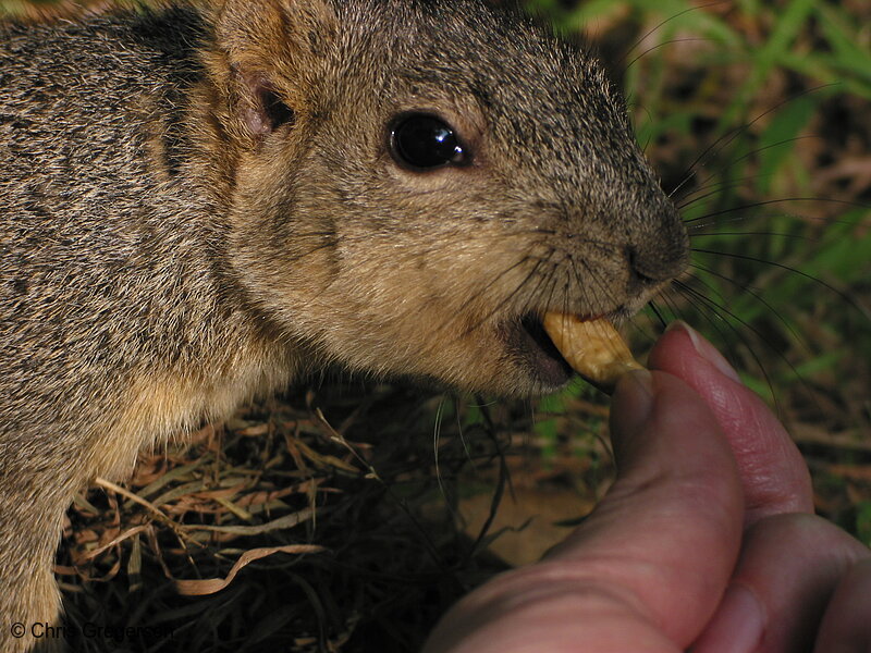 Fox Squirrel Taking a Cashew