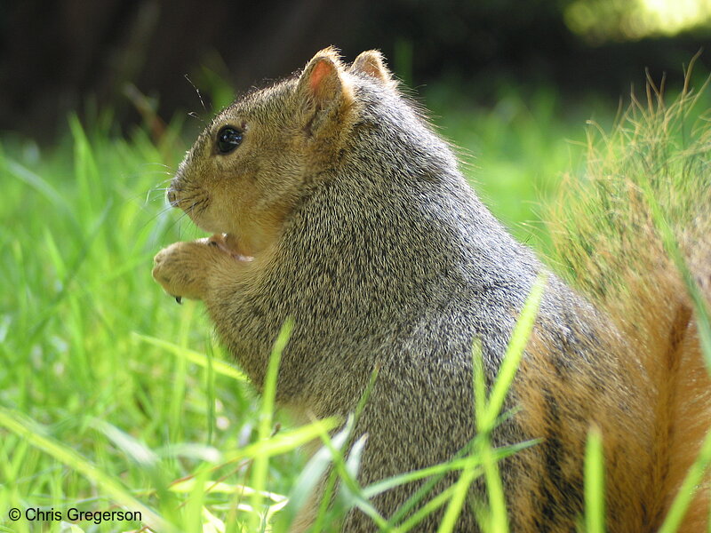 Squirrel in the Grass