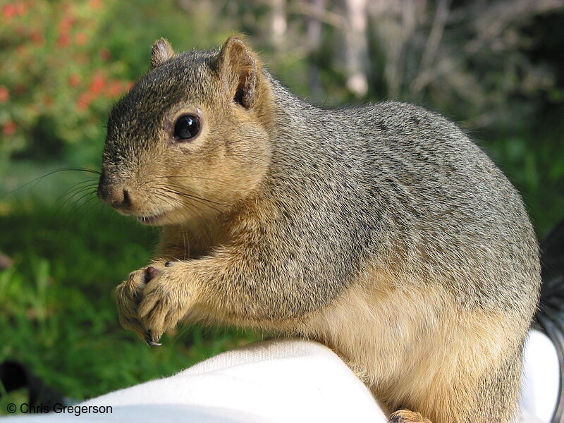 Squirrel Sitting on my Leg