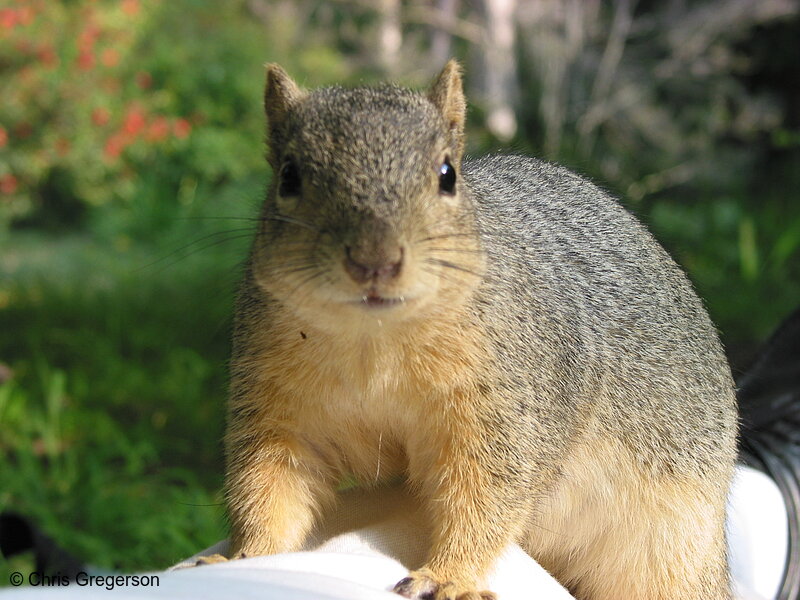 Squirrel on a Man's Leg