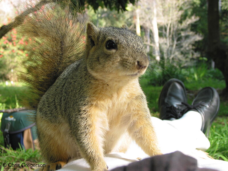 Squirrel Sitting on my Hip