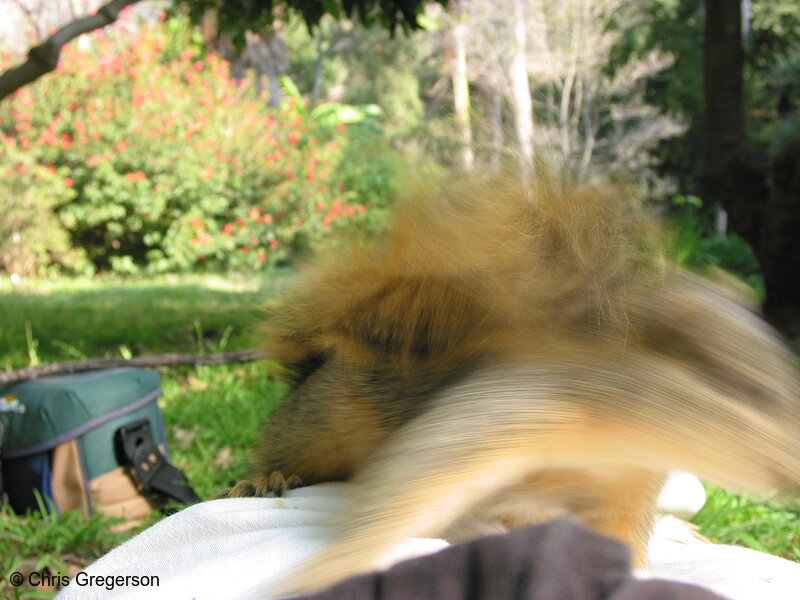 Squirrel Leaping (Motion Blur)