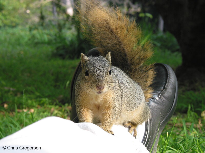 Squirrel Sitting on my Ankles