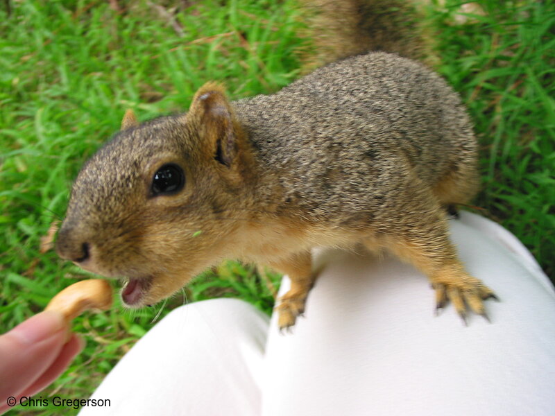 Photo of Incoming Squirrel Close-Up(2700)